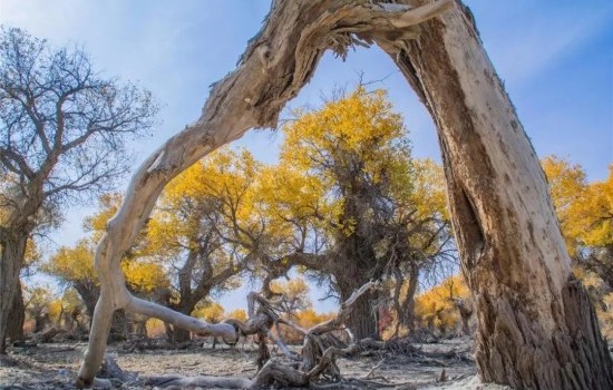 D5醉美南疆佳季节摄影13日游